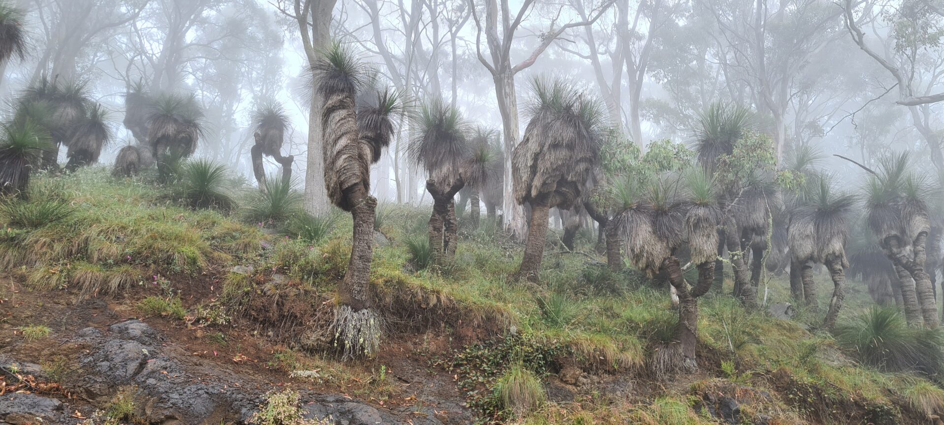 Grasbäume im Nebel