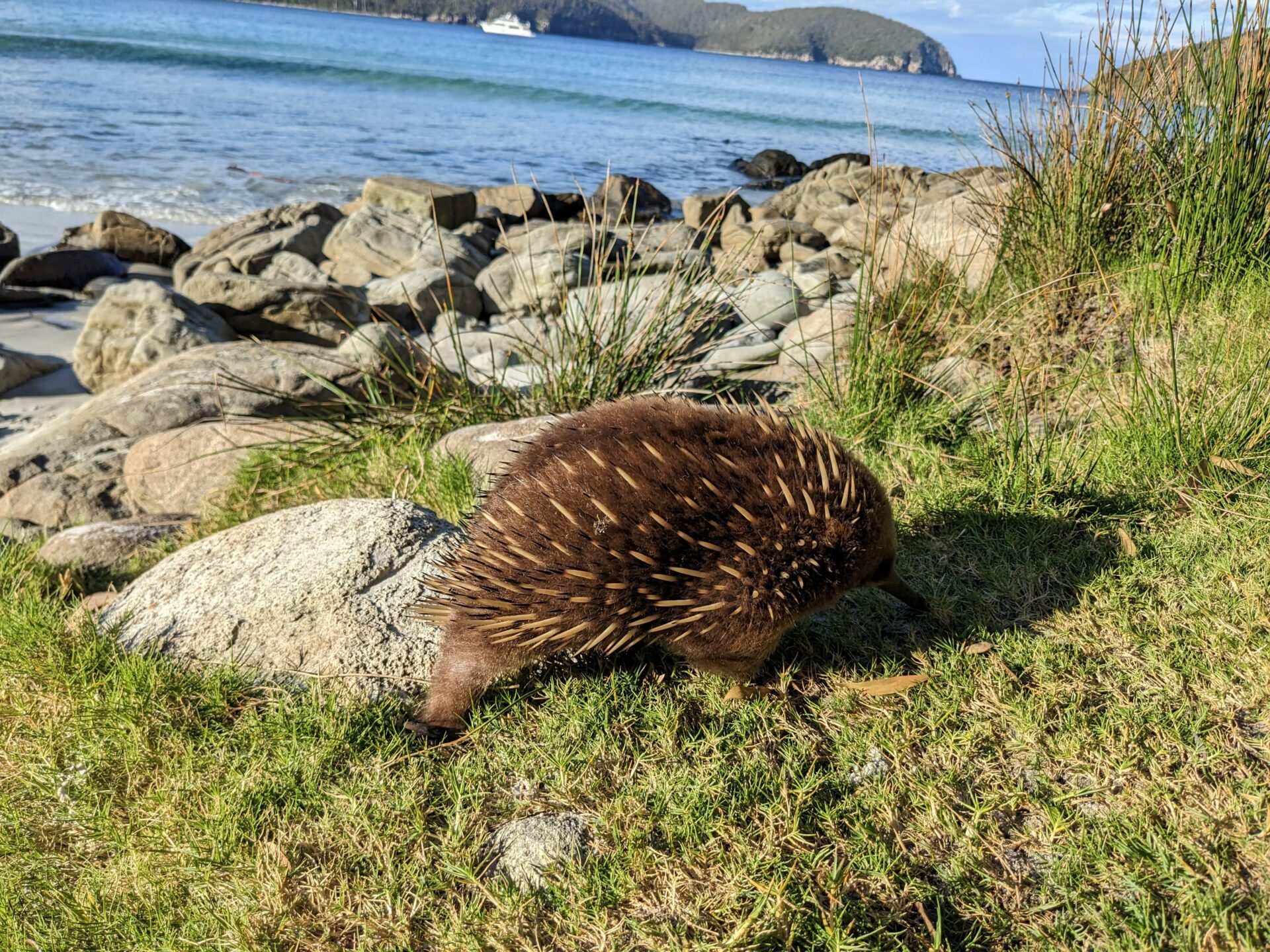 Unser Lieblingstier - das Echidna / der Schnabeligel in Tasmanien