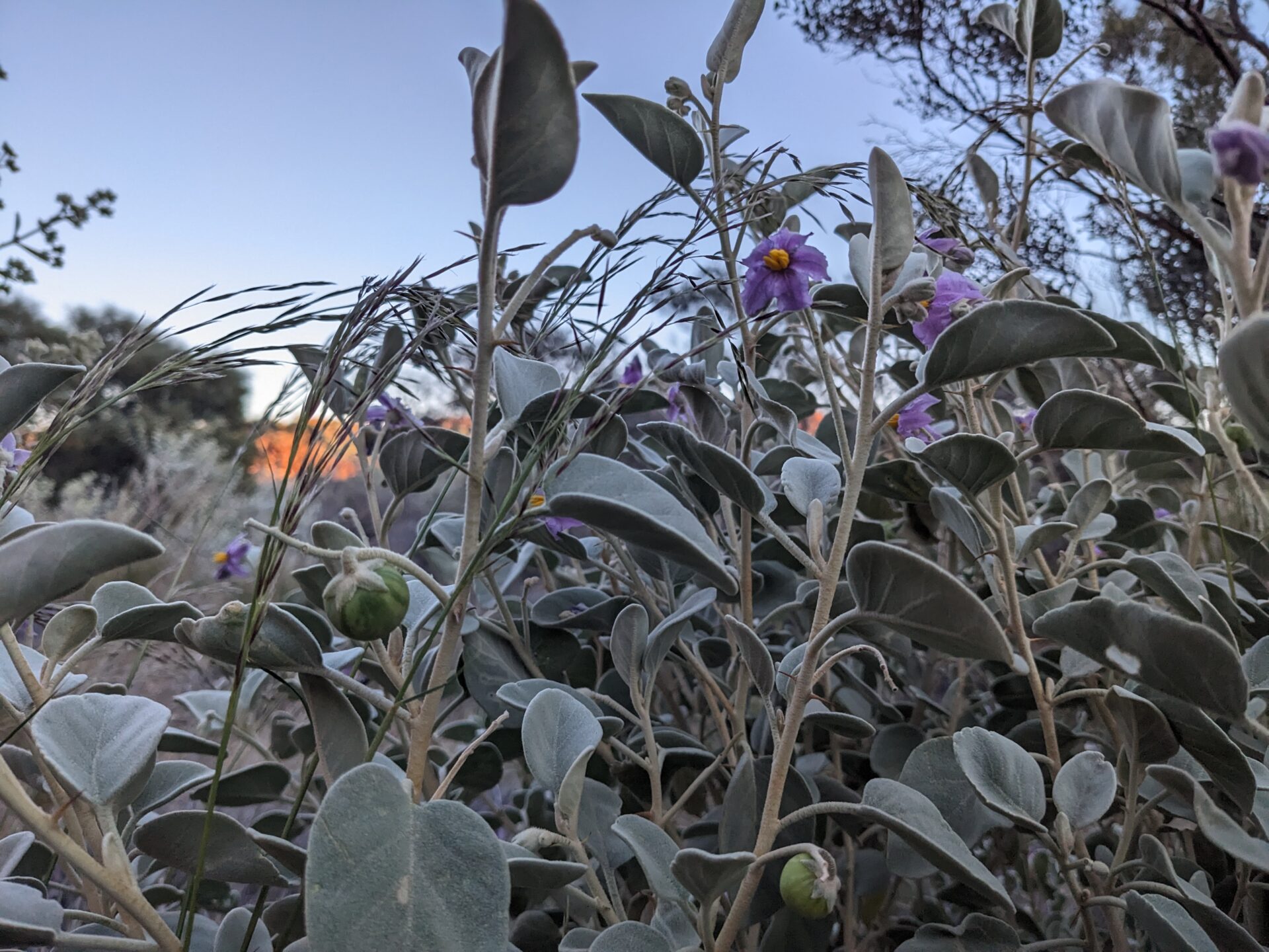 Buschtomaten
