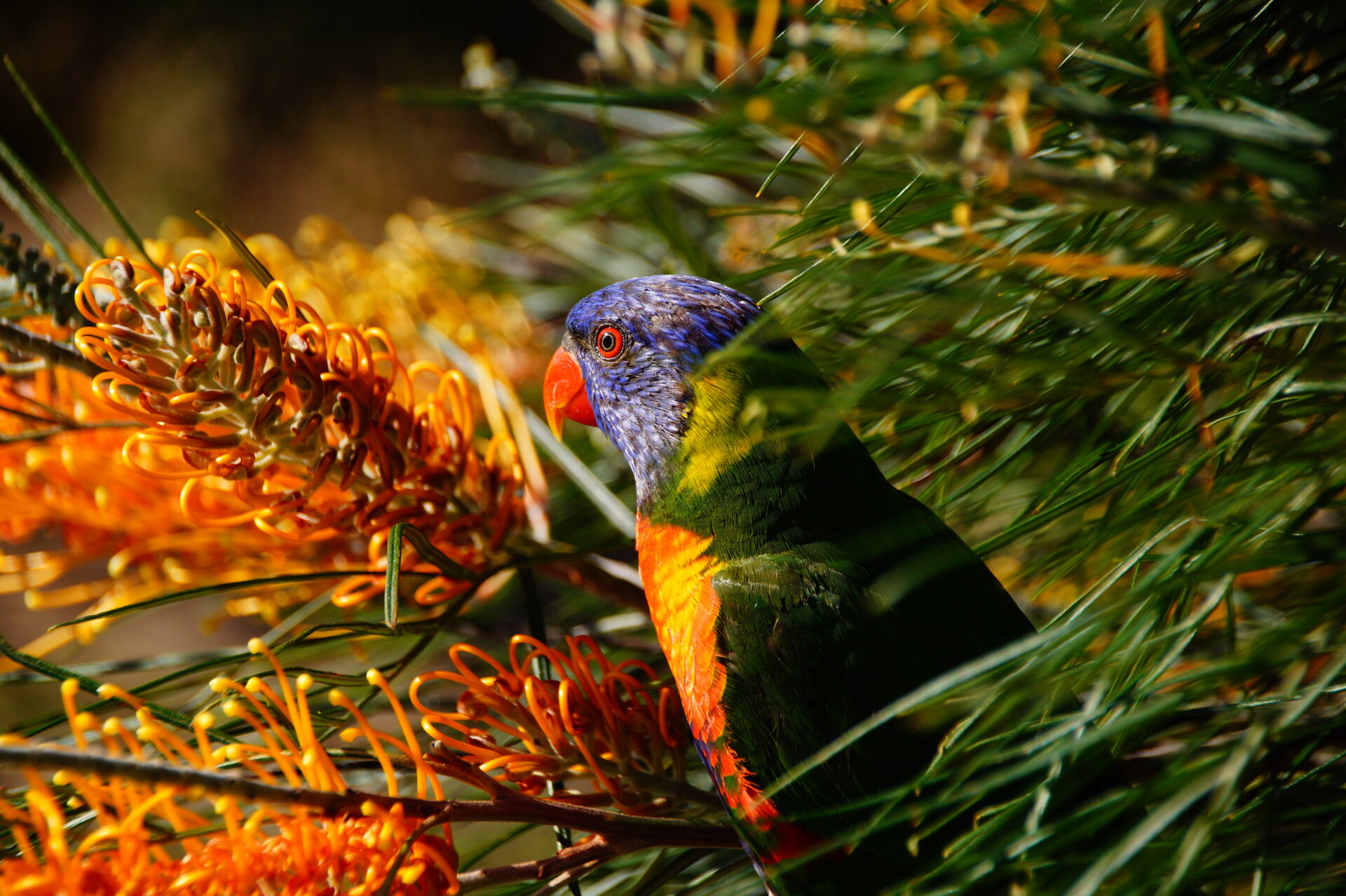 Featured image of post Our Aussie Birds