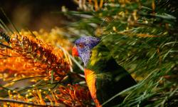 Featured image of post Our Aussie Birds