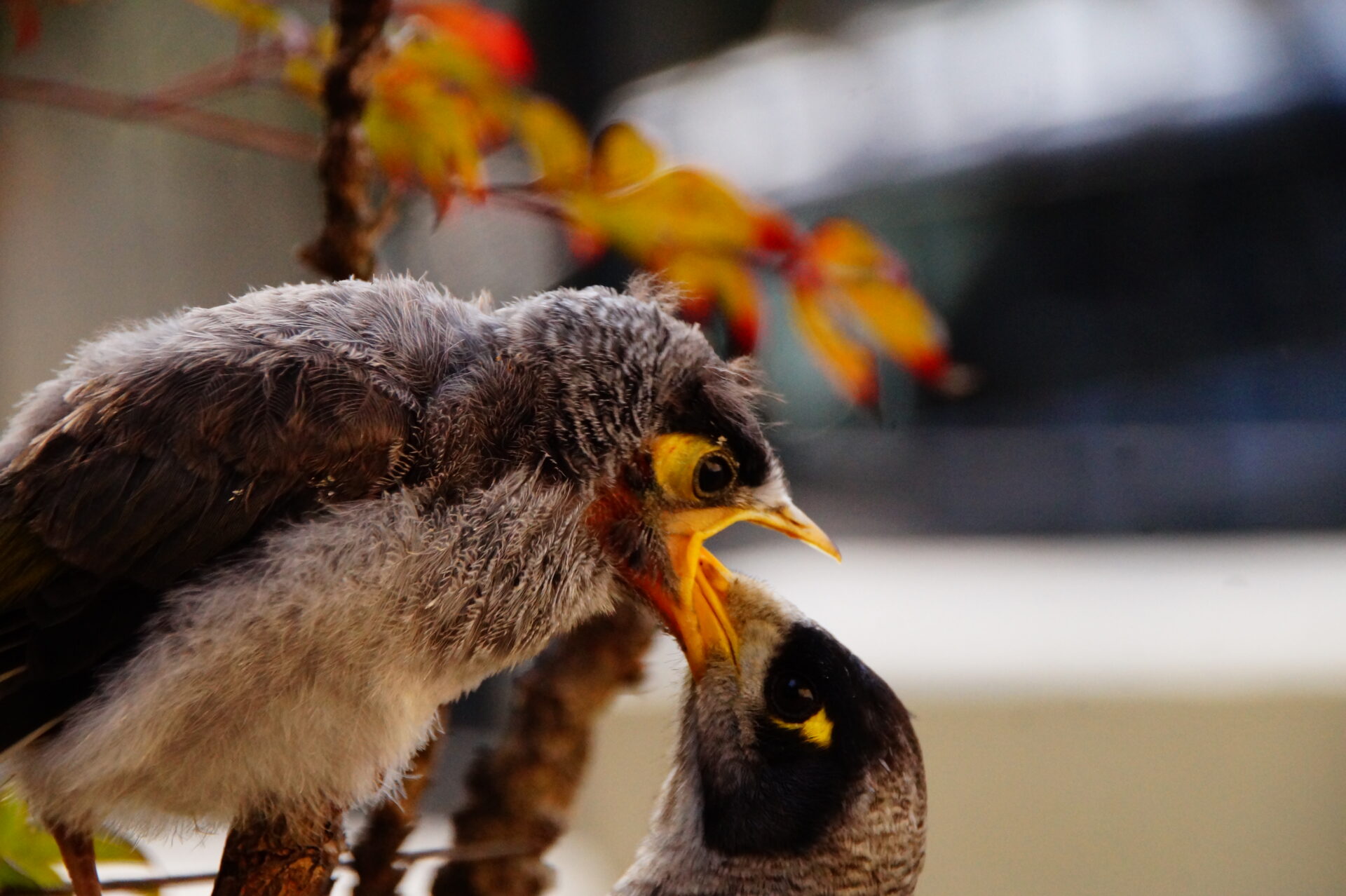 Featured image of post Noisy Miner Rescue
