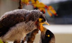 Featured image of post Noisy Miner Rescue