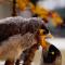 Noisy Miner Rescue